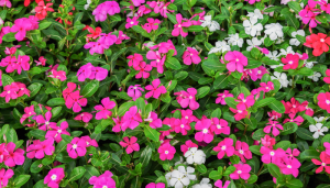 Vinca perfeita: dicas de cultivo e cuidados essenciais