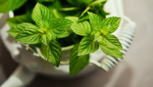As 7 melhores plantas para sua cozinha 