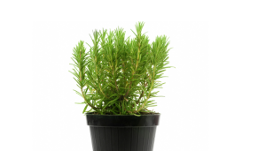 Alecrim (Rosmarinus officinalis)