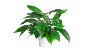 Lírio-da-paz (Spathiphyllum wallisii)