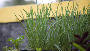 As 7 melhores plantas para sua cozinha 