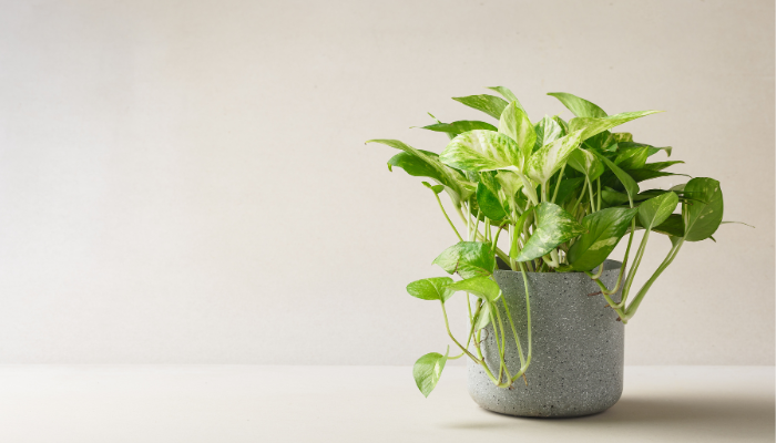 As 7 melhores plantas para sua cozinha 