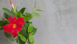 Dipladênia: a planta que vai mudar seu jardim para sempre