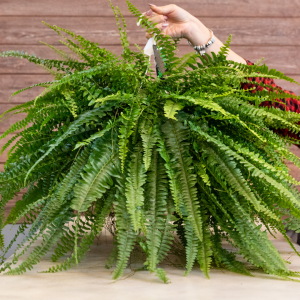 Samambaia (Nephrolepis exaltata)