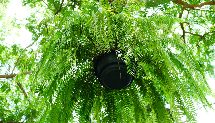 7 plantas pendentes que vão transformar sua casa