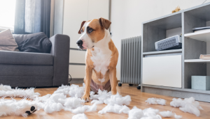 7 sinais claros de que seu cachorro precisa de atenção