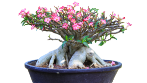 Rosa-do-deserto: O segredo de uma planta bonita e fácil que todo lar merece