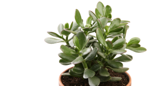 Como cuidar de uma planta jade