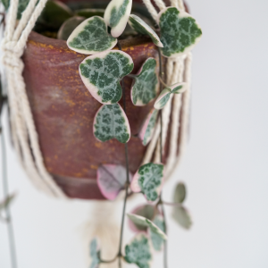 oração-emaranhado (Ceropegia woodii)