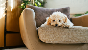 7 sinais claros de que seu cachorro precisa de atenção