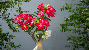 Rosa-do-deserto: O segredo de uma planta bonita e fácil que todo lar merece