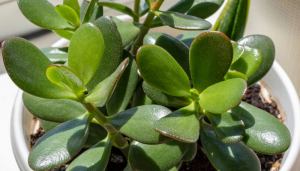 Como cuidar de uma planta jade