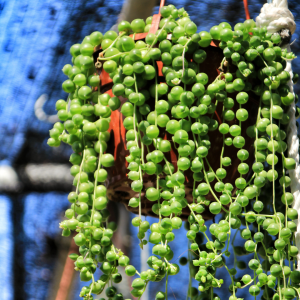 olar-de-pérolas (Senecio rowleyanus)