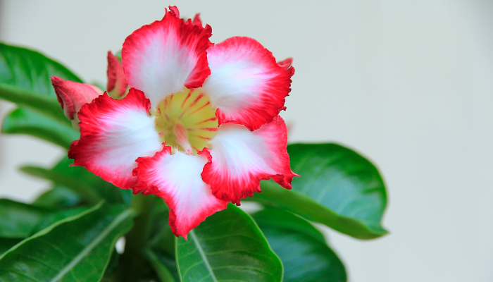 Rosa-do-deserto: O segredo de uma planta bonita e fácil que todo lar merece