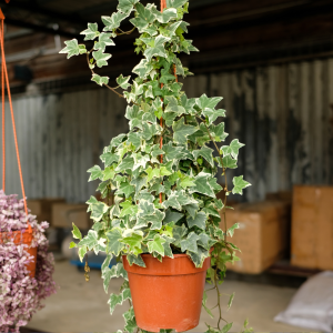Hera (Hedera helix)