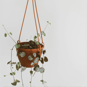Peperômia (Peperomia scandens)