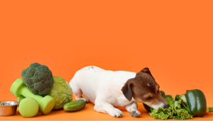 Lista de alimentos tóxicos para cães: o que nunca dar ao pet