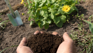 Fertilizante caseiro que traz vida nova para suas plantas: receita fácil que funciona!