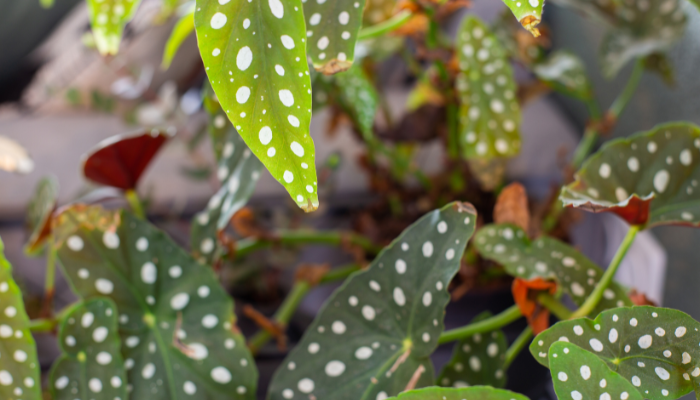 Begônia maculata: saiba mais sobre essa planta
