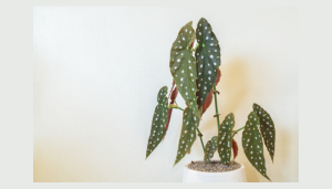 Begônia maculata: saiba mais sobre essa planta