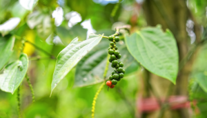 Como plantar Pimenta-do-Reino em Vasos: Seu Tempero Fresco em Casa