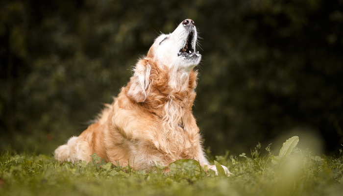 O Que Significa Quando os Cães Uivam?