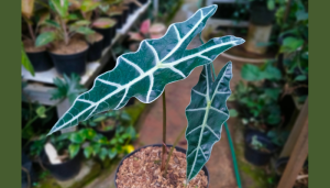 Alocasia amazonica: cuidados práticos em casa