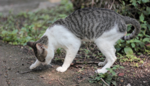 Como evitar gato cocô no quintal - 10 soluções eficientes