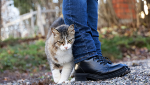 Qual será o verdadeiro motivo para o gato se esfregar tanto na gente? Entenda