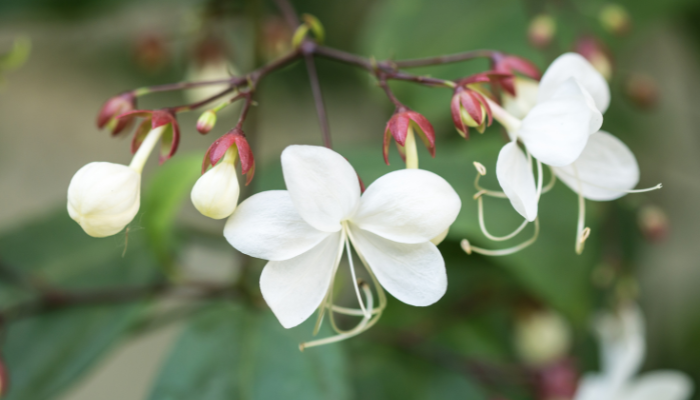 Como cuidar de um clerodendro-branco: guia prático