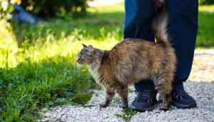 Qual será o verdadeiro motivo para o gato se esfregar tanto na gente? Entenda