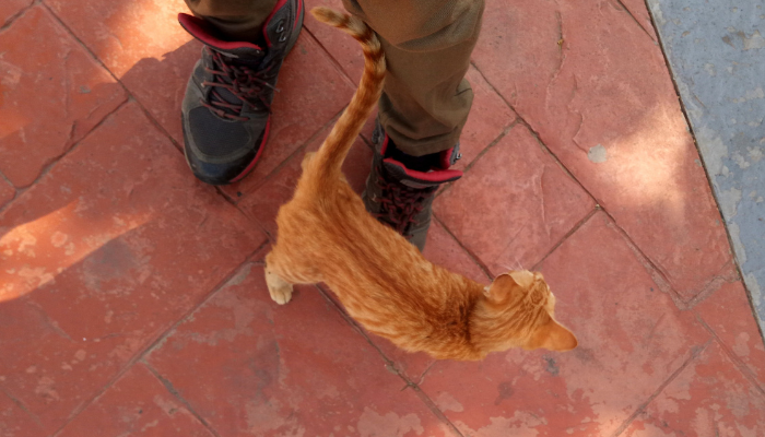 Qual será o verdadeiro motivo para o gato se esfregar tanto na gente? Entenda