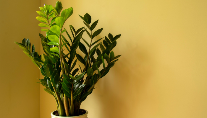 Como cuidar de uma zamioculca: o truque para ter a planta perfeita