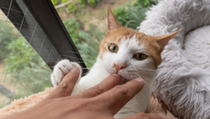 O que significa quando o gato morde sua mão?