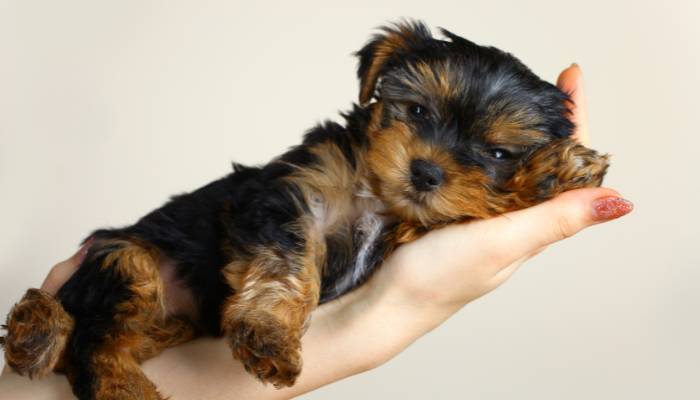 6 nomes que parecem fofos, mas são um pesadelo para os cachorros