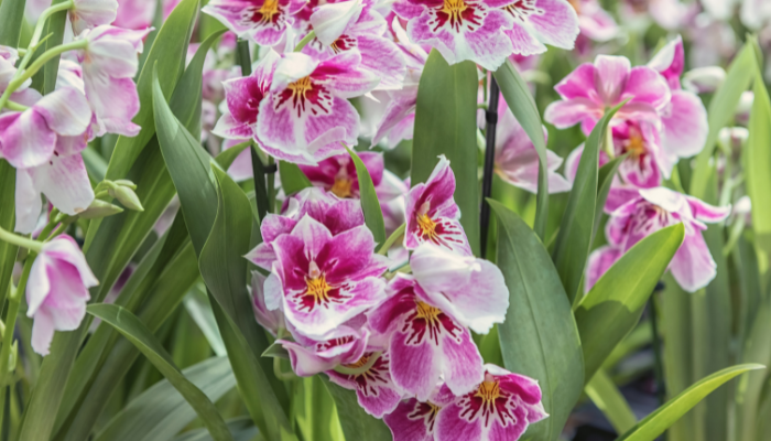 Orquídea amor-perfeito: o jeito certo para flores lindas e perfumadas