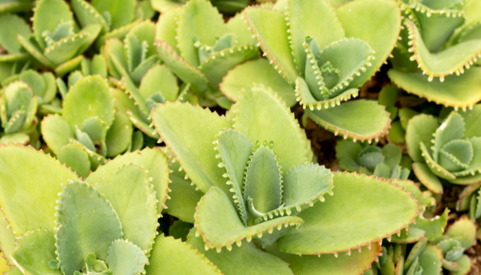 Kalanchoe laetivirens: a suculenta mãe de milhares