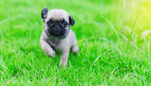 6 nomes que parecem fofos, mas são um pesadelo para os cachorros