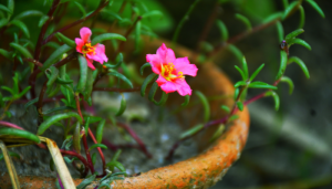 Flor onze-horas: saiba como cuidar dessa planta
