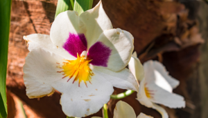 Orquídea amor-perfeito: o jeito certo para flores lindas e perfumadas