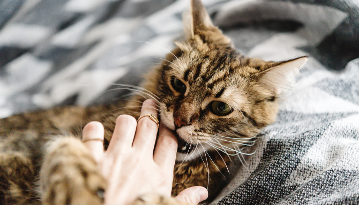 O que significa quando o gato morde sua mão?