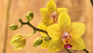 Orquídea amor-perfeito: o jeito certo para flores lindas e perfumadas