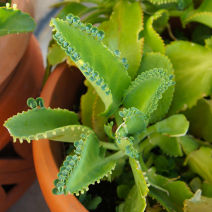 Kalanchoe laetivirens: a suculenta mãe de milhares