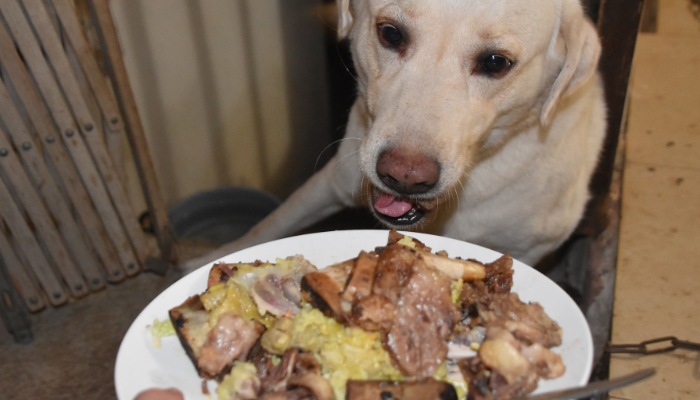 Cachorro pode comer churrasco? O que é seguro e o que é proibido