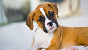 A expectativa de vida de cães: as 10 raças que vivem menos