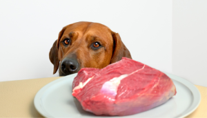 Cachorro pode comer churrasco? O que é seguro e o que é proibido