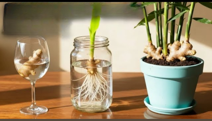 Como cultivar gengibre na água