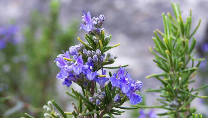 Alecrim em flor: o que fazer para a planta ganhar força, perfume e mais flores
