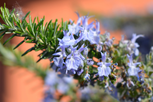 Alecrim em flor: o que fazer para a planta ganhar força, perfume e mais flores